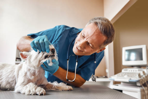 Best Emergency Dental Care for Sports Injuries in Nd Lake, WI